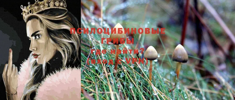 Псилоцибиновые грибы Psilocybine cubensis  Котельники 